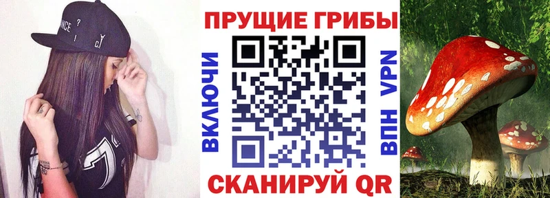 дарнет шоп  Ишимбай  Галлюциногенные грибы Psilocybe 